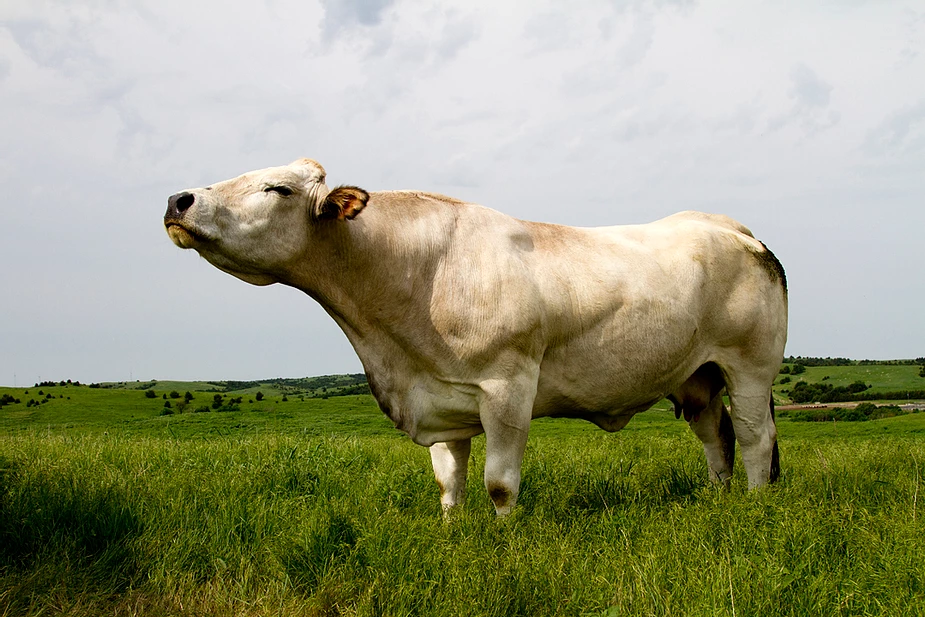 Why Certified Piedmontese Beef Costs More